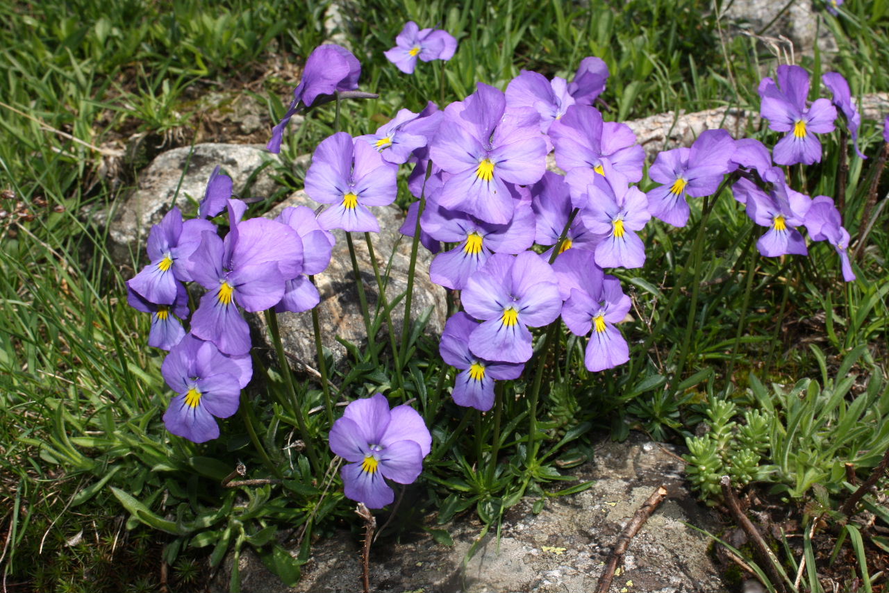 Viole gruppo calcarata da det.-4